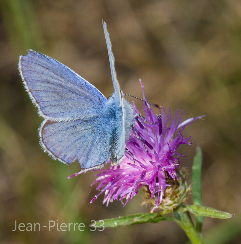 -azure-commun-polyommatus-icanus-007.jpg