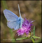-azure-commun-polyommatus-icanus-007.jpg