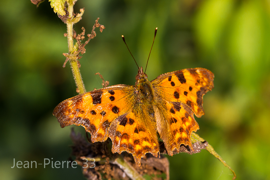 -lepidopteres-gamma-3509.jpg