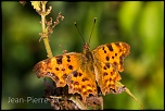 -lepidopteres-gamma-3509.jpg