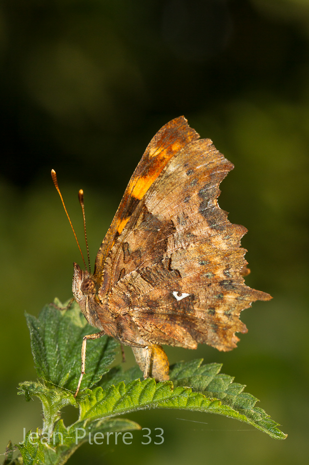 -lepidopteres-gamma-3517.jpg