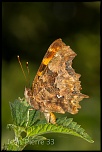 -lepidopteres-gamma-3517.jpg