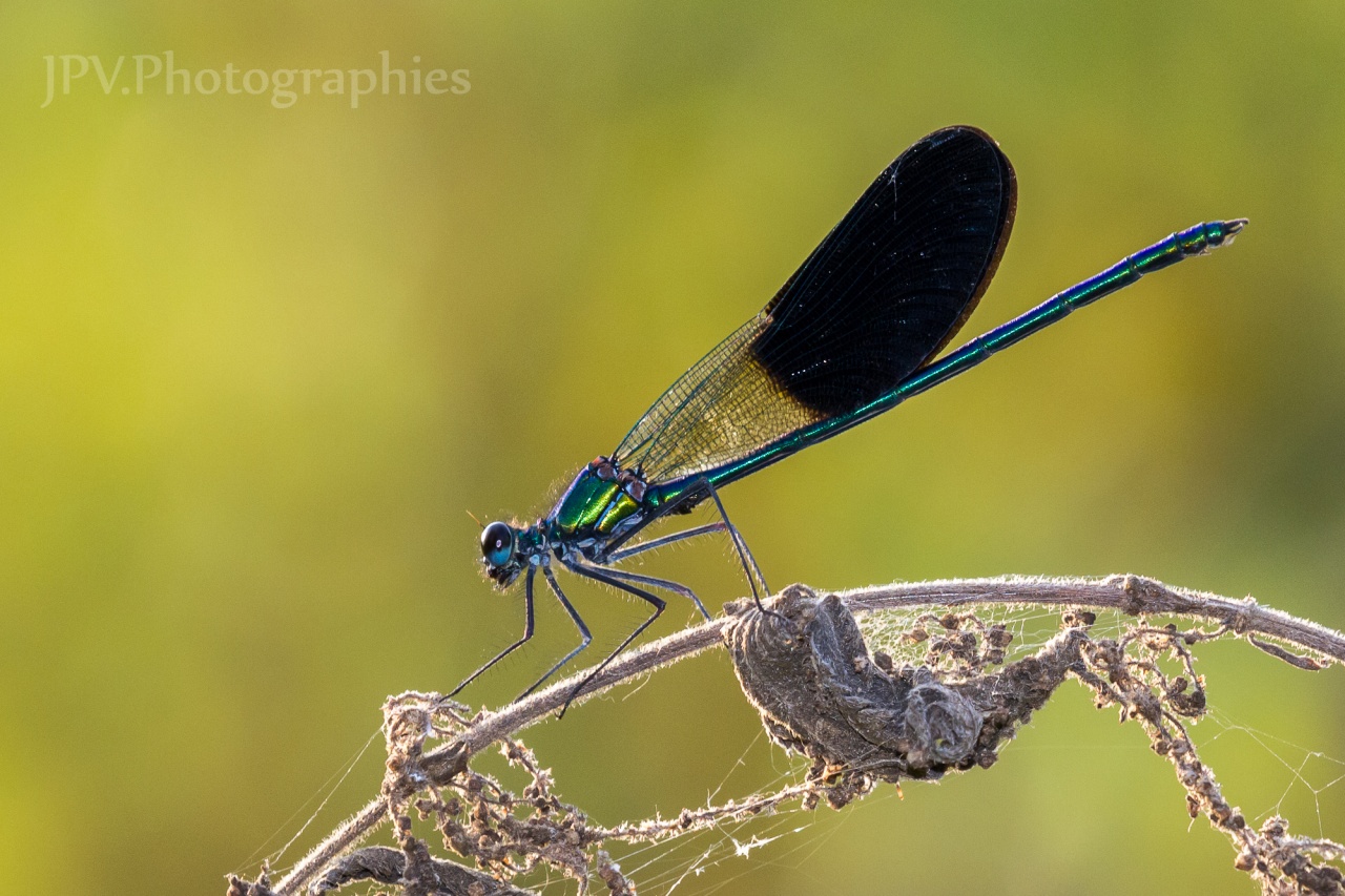 Calopteryx Xanthostigma 3323 2