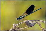 Calopteryx Xanthostigma 3323 2