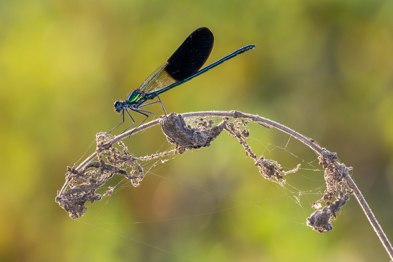Calopteryx Xanthostigma 3323