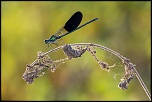 Calopteryx Xanthostigma 3323