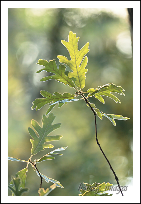 choix objectif impossible-_mg_3944silhouette.jpg