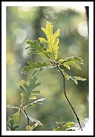 choix objectif impossible-_mg_3944silhouette.jpg