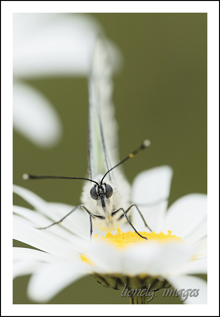 choix objectif impossible-_65d0591tete-tete.jpg