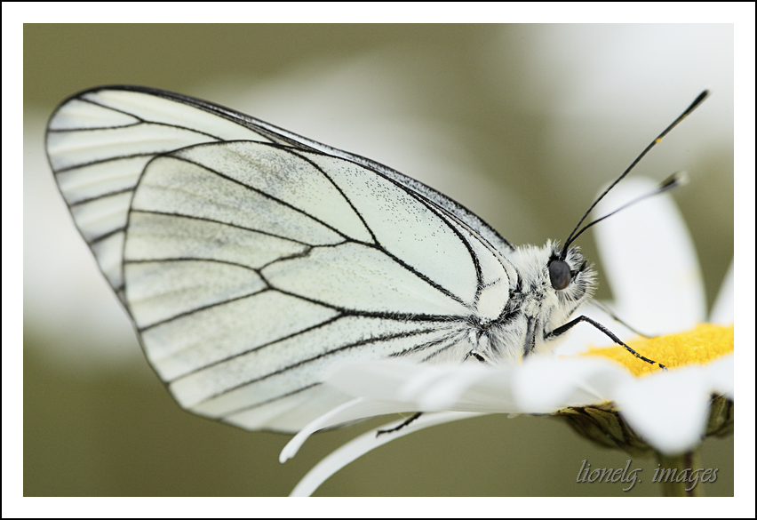 choix objectif impossible-_65d0595papillon.jpg
