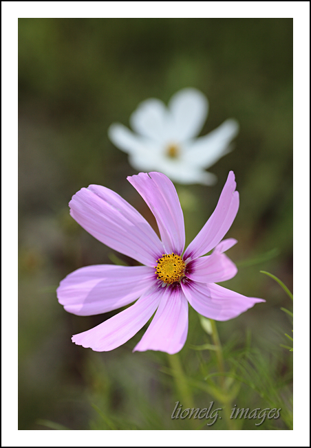 choix objectif impossible-_mg_1933fleurs.jpg