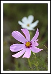 choix objectif impossible-_mg_1933fleurs.jpg