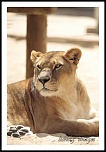 choix objectif impossible-_mg_6149the-queen.jpg