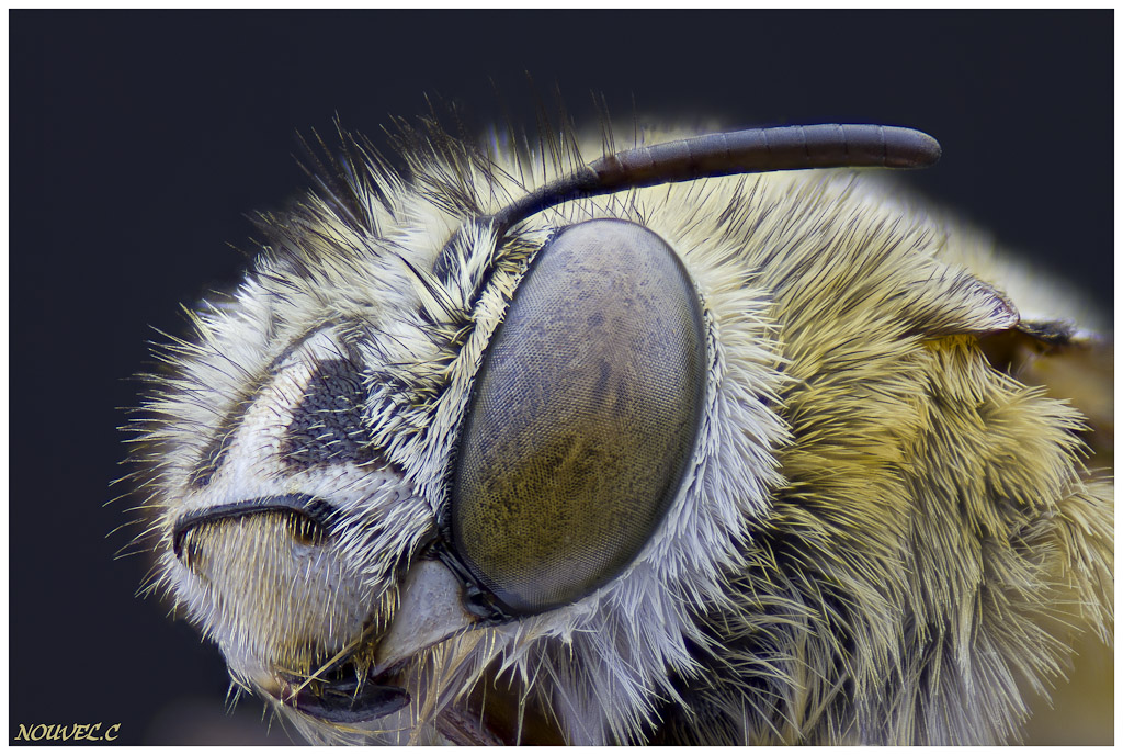 -eucera-dimidiata3.jpg