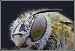 -eucera-dimidiata3.jpg