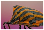 -graphosoma-italicum.jpg