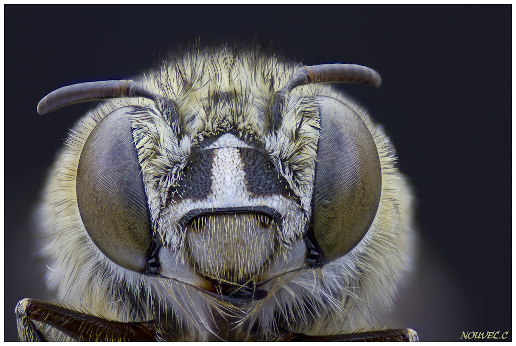 -eucera-dimidiata2.jpg