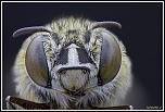-eucera-dimidiata2.jpg