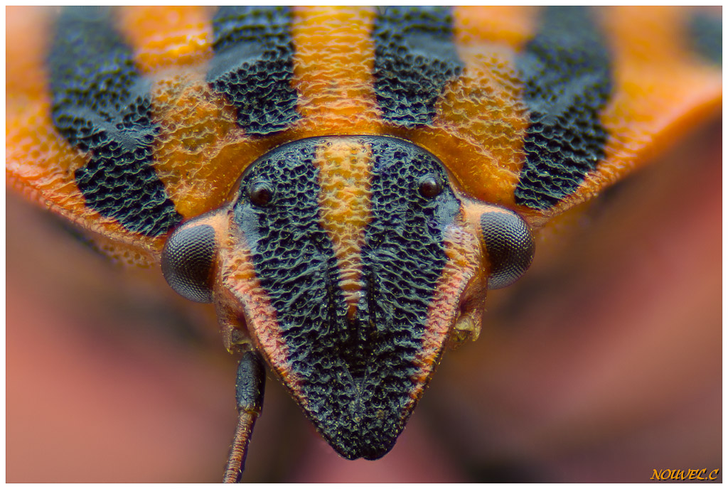 -graphosoma-italicum2.jpg