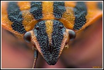 -graphosoma-italicum2.jpg