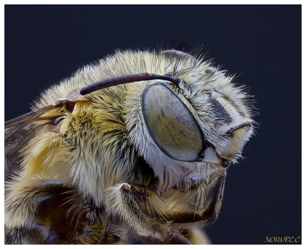 -eucera-dimidiata1.jpg
