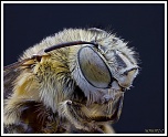 -eucera-dimidiata1.jpg