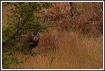 -img_0987.jpg