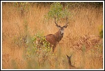 -img_0965.jpg