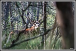 -cerf2012.jpg
