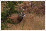 -img_0995-2.jpg