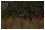 -img_1041.jpg