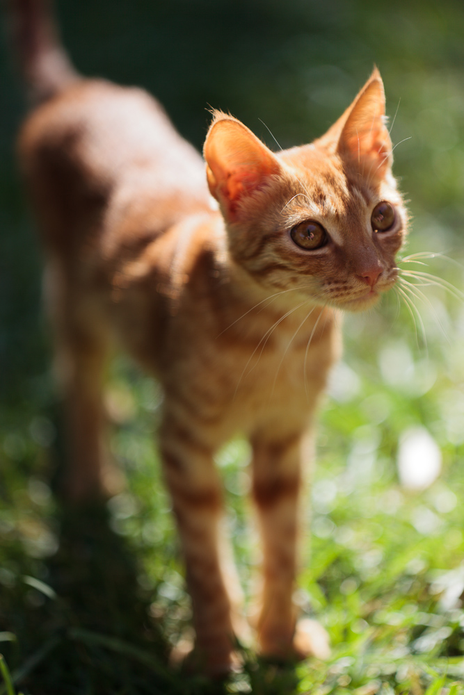 Chat