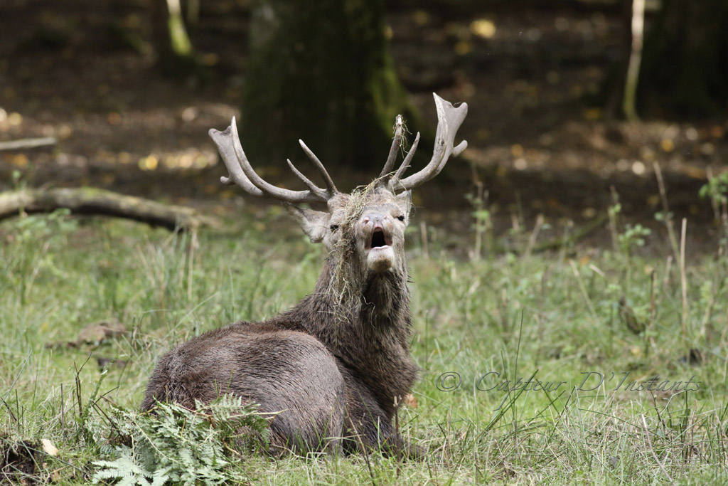 Brame du cerf