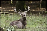 Brame du cerf