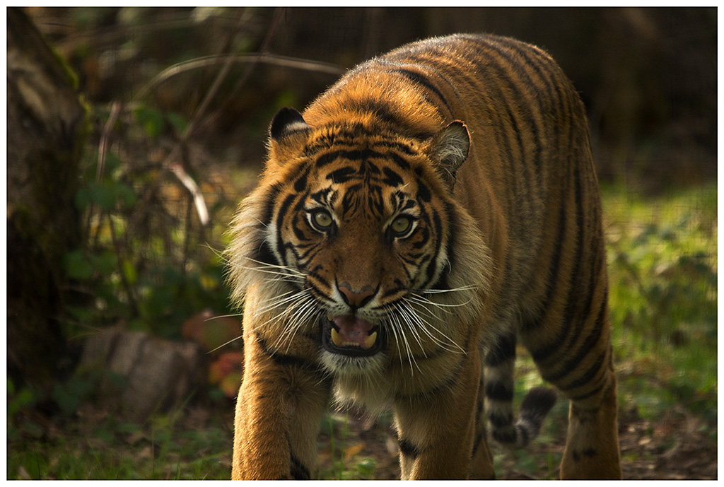 -sumatra2.jpg