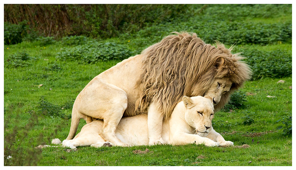 -love.jpg