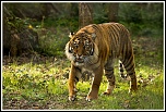 -sumatra-2-.jpg