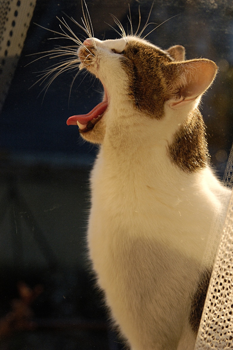 Besoin d aide-chat5735bbred.jpg