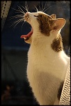 Besoin d aide-chat5735bbred.jpg