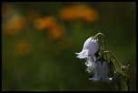 objectif-img_8966r.jpg