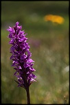 objectif-img_8939r.jpg