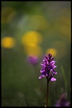 objectif-img_8484r.jpg