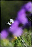 objectif-img_3711.jpg