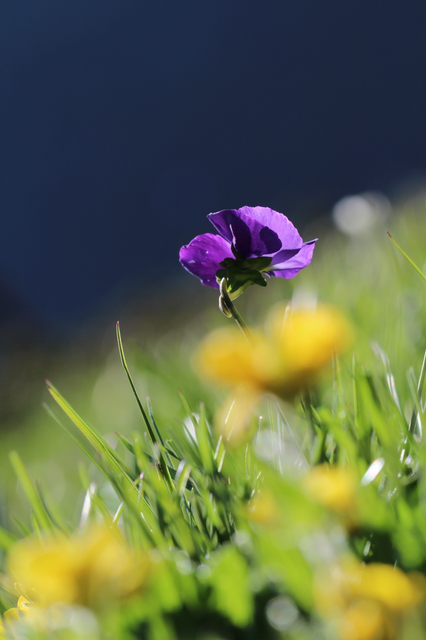 objectif-img_3705.jpg