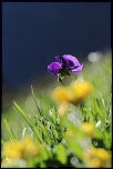 objectif-img_3705.jpg
