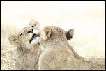 70-300 Sigma APO-toilette-des-lionceaux.jpg