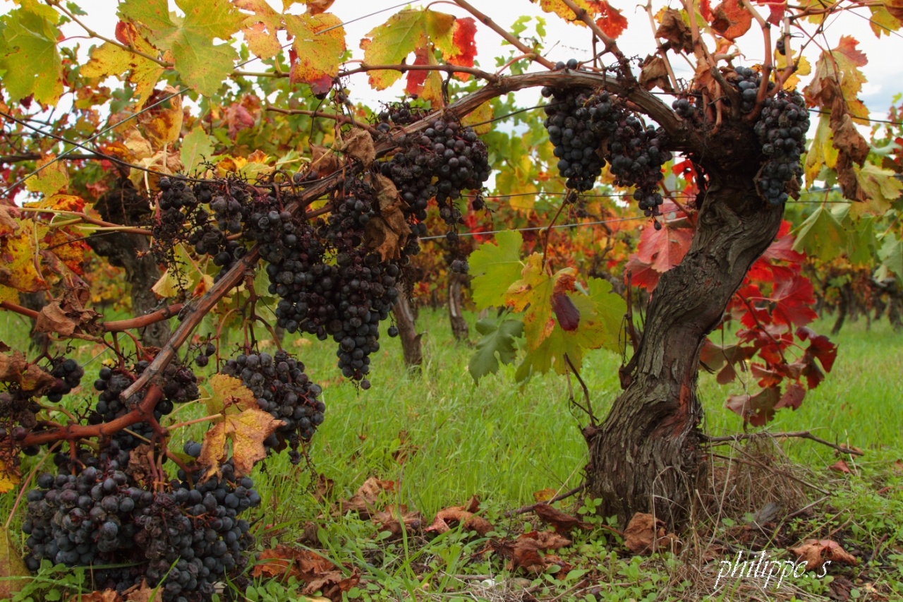 pied de vigne