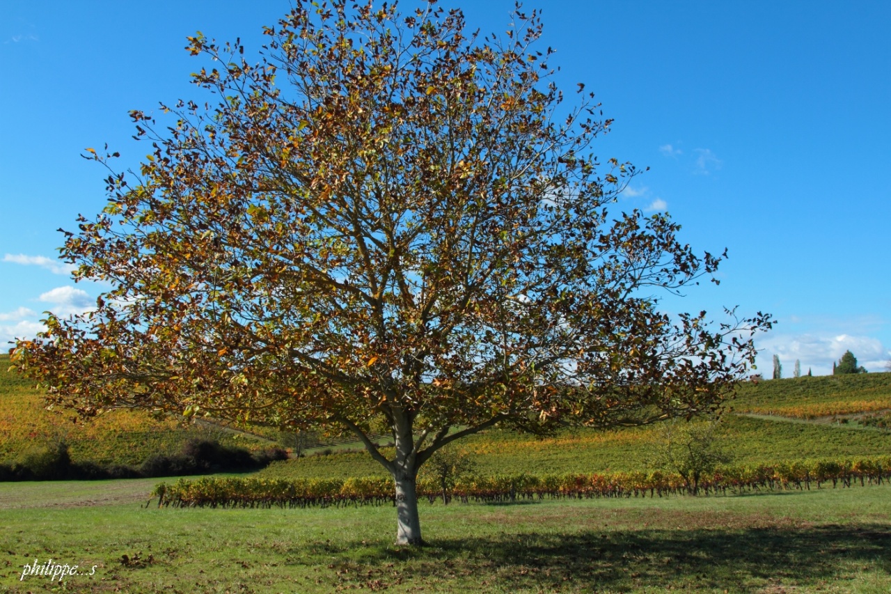 arbre seul