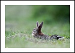 Besoin de votre avis-lapin23052011003copie.jpg