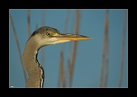 Besoin de votre avis-01042012-412-copie.jpg
